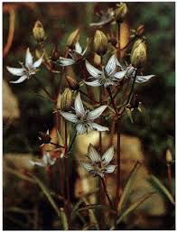 Image result for Swertia kilimandscharica