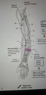 The 3 muscle groups of the forearm each have their own unique form. Solved What Are The Names Of The Muscles 1 9 Of The Right Chegg Com