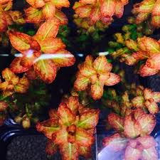 Image result for Ludwigia senegalensis