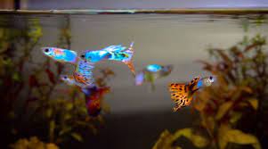 Suitable Water Temperature Range For Guppies Aquaria Passion