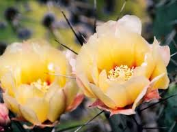 In this video, i give you a quick update on how my cacti are doing. Best Flowering Cactus Types How To Get Flowers For Dry Gardens