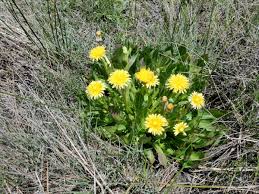 Image result for Taraxacum