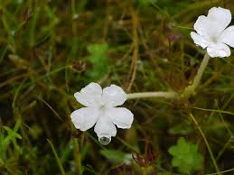 Image result for Rhamphicarpa