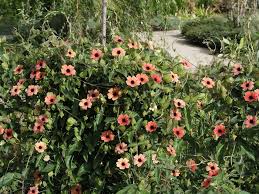 Image result for Thunbergia gossweileri