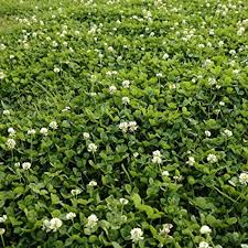 Every plant is guaranteed to arrive alive and thriving. Amazon Com Outsidepride White Dutch Clover Seed Nitro Coated Inoculated 5 Lbs Vegetable Plants Patio Lawn Garden