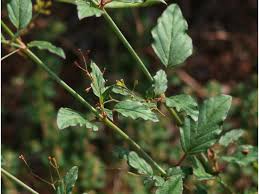 Image result for Boerhavia erecta