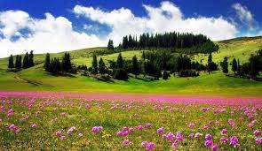 They're all grasslands, the globe's most agriculturally useful. Beautiful Yili Grassland Grassland Scenery Landscape