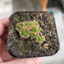 Image result for Drosera pilosa