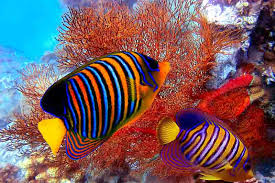 Maybe you would like to learn more about one of these? Jenis Ikan Laut Dangkal Dan Dalam Perbedaan Ciri Dan 4 Zona