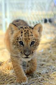 Liger Yavrusu Bir Erkek Aslan Ve Bir Tigress Melez Yavrulari Capraz Ureme Uygulanabilir Bir Melez Olusturur Bile Animals Baby Animals Cute Animal Pictures