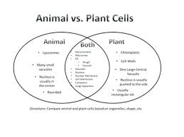 Venn Diagram Animal And Plant Cells Inspirational Diagram Venn Diagram Between Plant And Animal Cells Plant And Animal Cells Cell Diagram Plant Cell Diagram