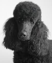 Black And White Standard Poodle Puppy Maryland Standard Poodles Standard Poodle Poodle Puppy Black Standard Poodle