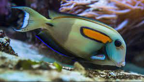 Eligiendo Peces Cirujano Para Nuestro Acuario