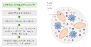 Image result for Mycobacteria