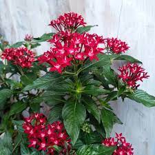 Bunga pentas putih, tanaman pohon semak, tanaman, rumput, bunga, taman png. Tanaman Hias Bunga Pentas Merah Marron Kembang Pemalang Facebook