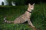 F1, F2, F3, F4, & F5 Savannah Cats for Sale by Kitten ...