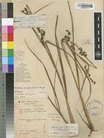 Image result for Coleochloa