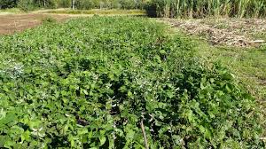 Image result for Lablab