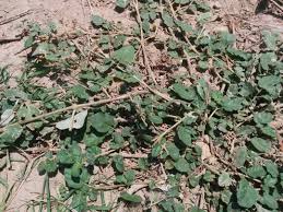 Image result for Boerhavia repens