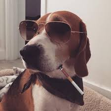 40,556 gonzo style private free videos found on xvideos for this search. Gonzo The Beagle Home Facebook
