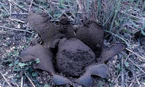 Image result for Scleroderma polyrhizon