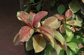 Image result for Synadenium kirkii