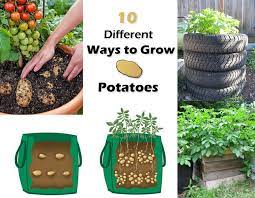 18 Different Ways To Grow Potatoes In Small Space Growing Potatoes Planting Potatoes Potato Tower