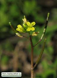 Image result for Diplotaxis