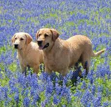 Our mission is to match the right pet with the right customer and meet the needs of both. Bettice Labrador Retrievers San Antonio Tx Home Facebook