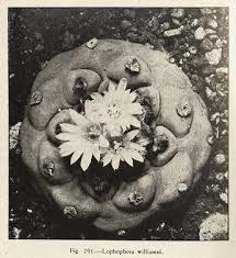 In 1937, Mexican botanist Helia Bravo Hollis published 𝘓𝘢𝘴  𝘤𝘢𝘤𝘵𝘢́𝘤𝘦𝘢𝘴 𝘥𝘦 𝘔𝘦́𝘹𝘪𝘤𝘰, placing her at the forefront of  global Cactaceae research. The first certified biologist of México, she  authored nearly 170 articles