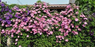 Maybe you would like to learn more about one of these? Waldreben Clematis Zrodlo Dobrych Pnaczy