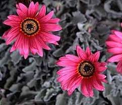 Image result for Arctotis