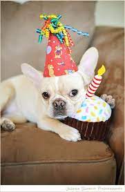 Cute French Bulldogs 39 Photos Dog Birthday Happy Birthday Dog Birthday Dogs