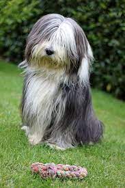 Bearded Collie Wikiwand