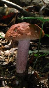 Image result for Boletus separans