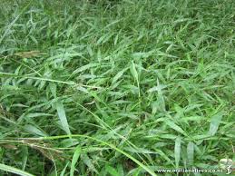 Image result for Oplismenus hirtellus