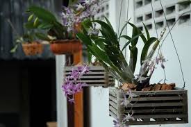 Diy wooden orchid box (step 5) · 5. Best Orchid Pots Planters Tips Reviews Urban Turnip