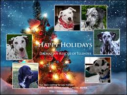 This content is imported from third party. Dalmatian Rescue Of Illinois Dedicated To Finding Loving Homes For Abandoned Dalmatians