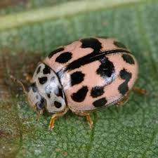 Image result for Oedina congdoniana