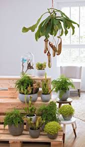 Vous aimerez fabriquer un terrarium pour plantes? 13 Idees De Plantes Carnivores Plante Carnivore Plante Carnivore