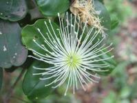 Image result for Equilabium laxiflorum