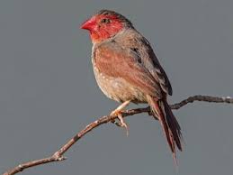 Image result for Neoschumannia cardinea