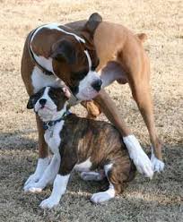 We did not find results for: Atlanta Boxer Rescue