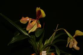 Image result for Habenaria livingstoniana