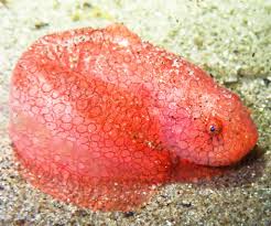 Image result for Liparis killmanniae