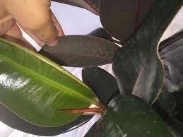 Black spot leaf disease shows itself first with black spots appearing on the leaf, then with rings of yellow as the spots grow, until the leaf turns entirely yellow and then falls off. Strange Spots On Leaves On Rubber Plant Ficus Black Night Gardening Landscaping Stack Exchange