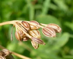 Image result for Heracleum abyssinicum