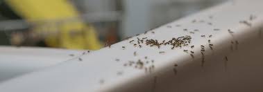 Instead, you see a trail of ants going across your kitchen counter. Ant Identification A Guide To The Types Of Ants In Jacksonville Fl