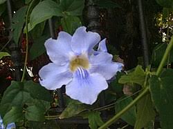 Image result for Thunbergia bogoroensis