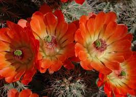 Cactus flowers are showy and usually quite large. Arizona Cactus Flowers Pictures Images Photo Galleries